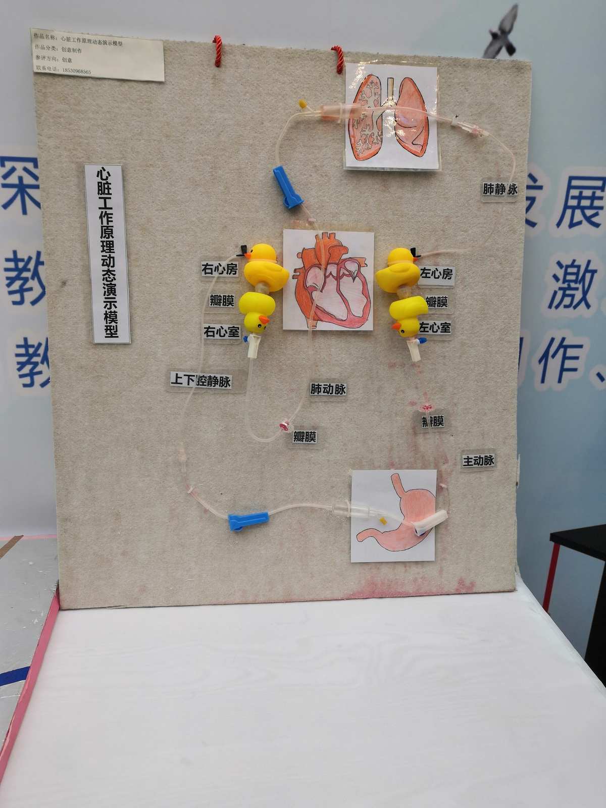 自制教具齊爭(zhēng)彩，科技創(chuàng)新領(lǐng)未來 教學(xué)模型與教具銷售新風(fēng)尚